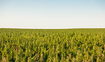 Hemp as Food Gains More Backing in Australia and New Zealand